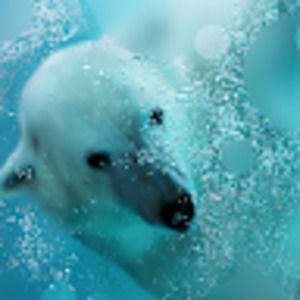 Meet your Posher, Evangeline